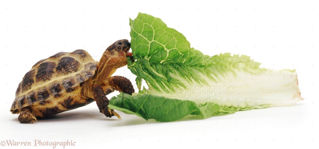 Young tortoise eating a leaf