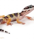 Leopard Gecko (Eublepharis macularius) juvenile