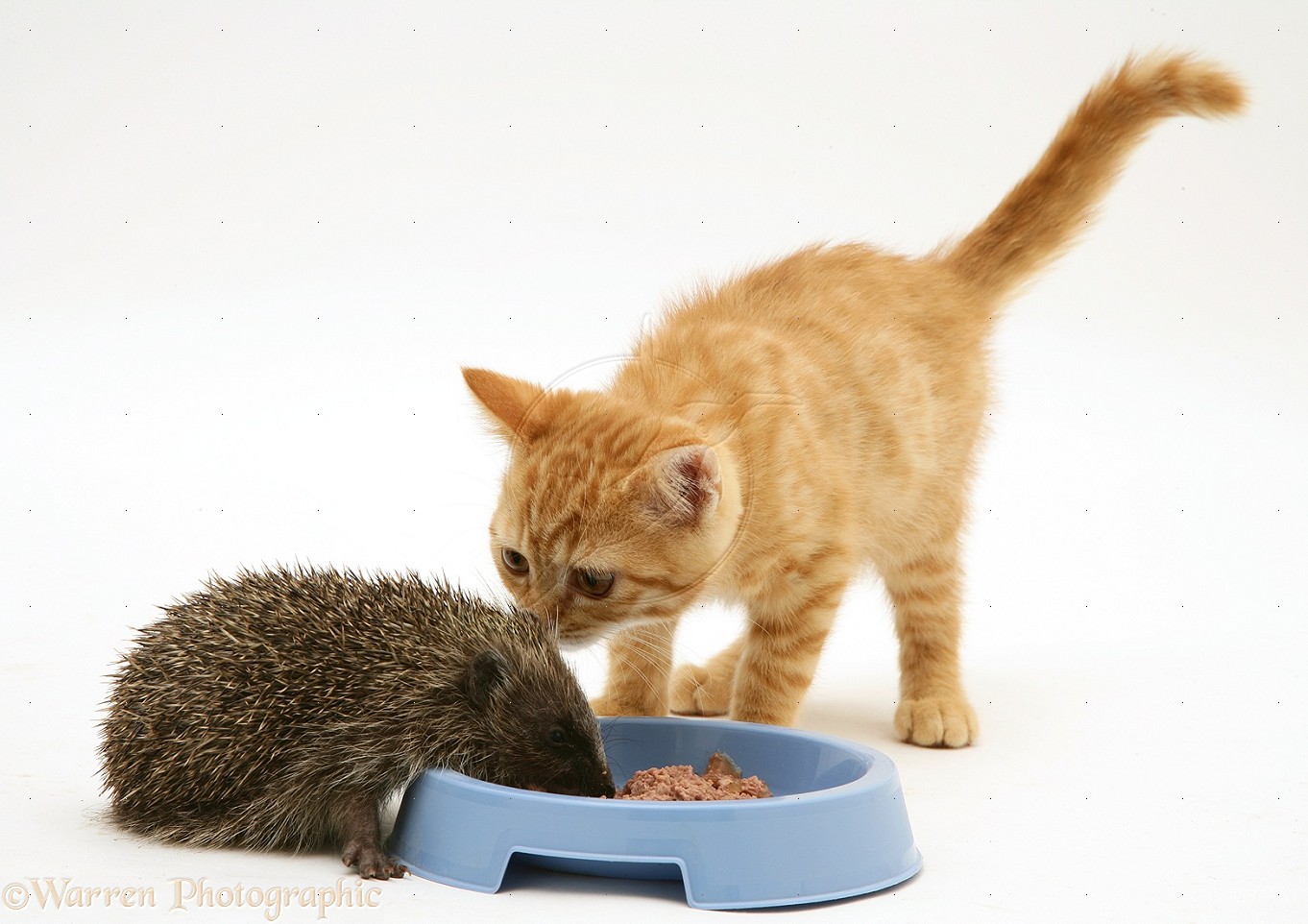 Hedgehog eating from ginger kitten's food bowl