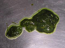 Diarrea verdosa de hurón