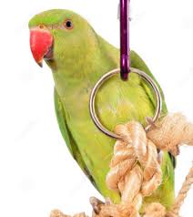 indian-ringneck-parakeet-green-toy-white-background-34557319
