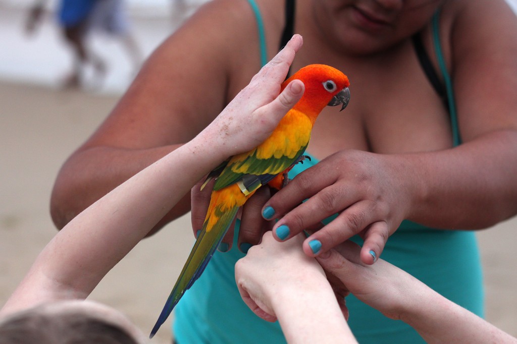 petting-the-candado-beach-parrot