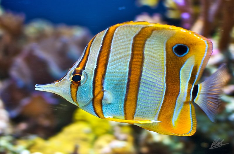 Copper_Banded_Butterfly_Fish_2_by_andy1349