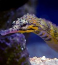 Corythoichthys-instinalis-Scribbled-Pipefish-2-Aaron-Down_1024x1024