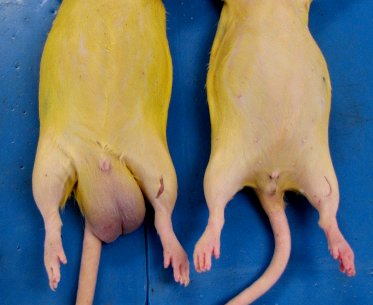Male_and_female_rats