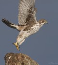 prairie-falcon-7143-ron-dudley