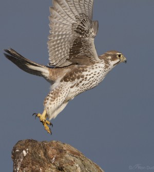 prairie-falcon-7143-ron-dudley