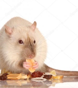 depositphotos_2304373-stock-photo-pet-rat-eating