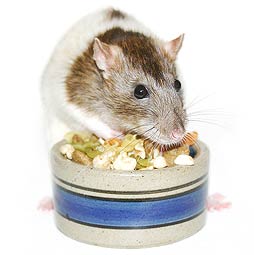 rat_food