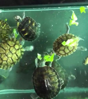 hambruna Vandalir télex Alimentación de tortugas de agua | Infoexóticos
