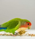 Parrot-Rosy_Faced_Lovebird-A_Rosy_Faced_Lovebird_feeding_off_the_ground
