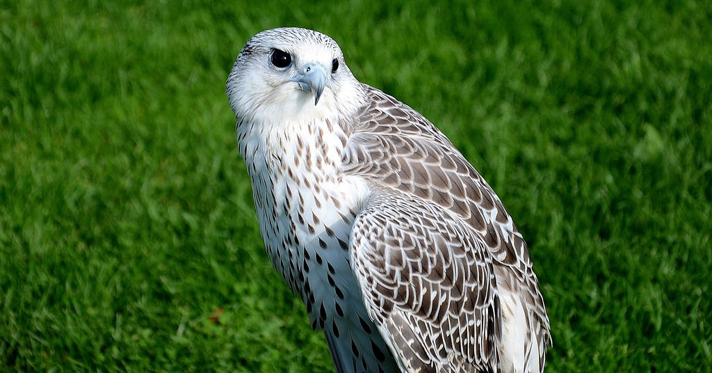 29190971974_9f4b14d66b_b