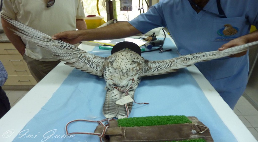 Experience-Abu-Dhabi-Falcon-Hospital-Tour