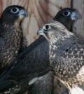 Gyrfalcons and G x P's