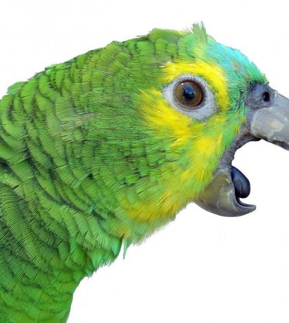 Parrot-Screaming