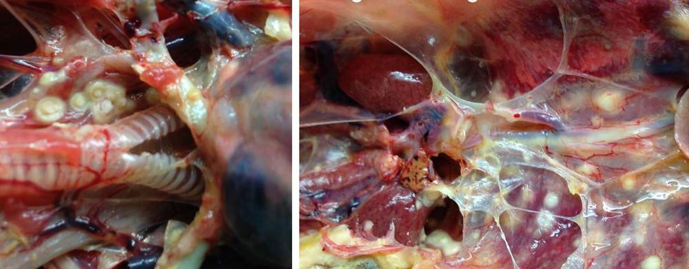 aspergillosis_hawk_high