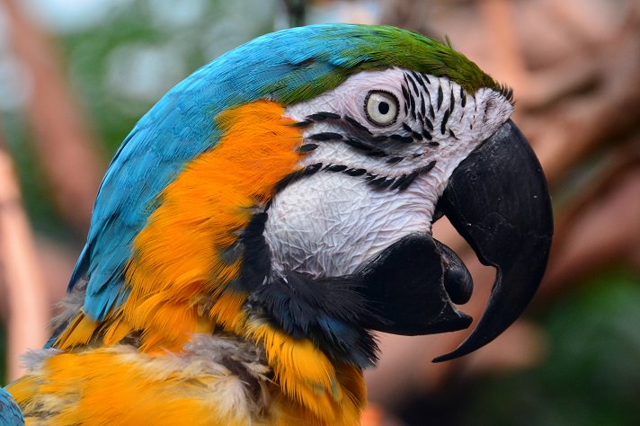 A pretty macaw poses for its portrait in the gardens.See my pretty gold and blue feathers.