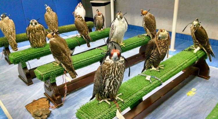 falcon-hospital-750x410