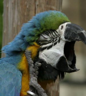 blue_and_gold_macaw_yawning_1400x