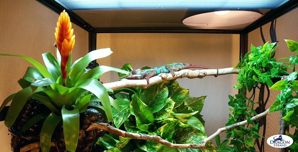 chameleon-cage-decor-upper-level-branching-in-chameleon-cage-setup-veiled-chameleon-cage-decoration