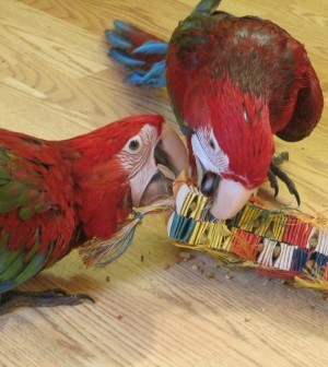 chewing-macaw-parrot