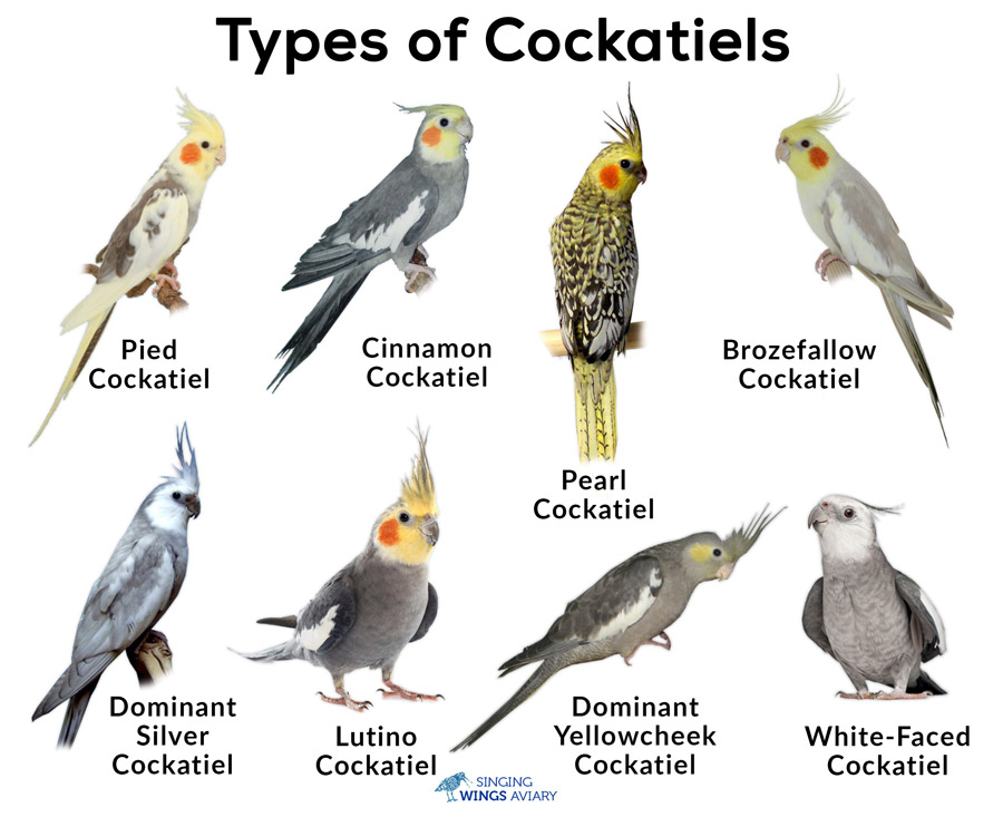 Types-of-Cockatiels