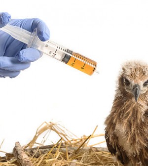 Vet feeding medicine with a syringe to young sea eagle