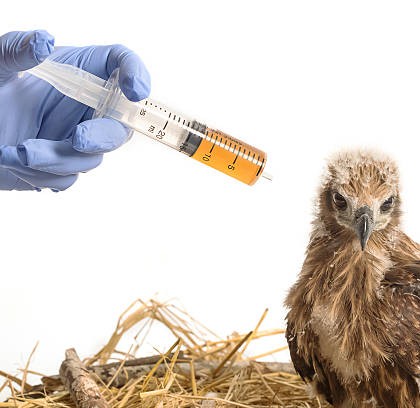 Vet feeding medicine with a syringe to young sea eagle