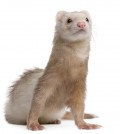 Front view of Ferret, 4 years old, looking up.