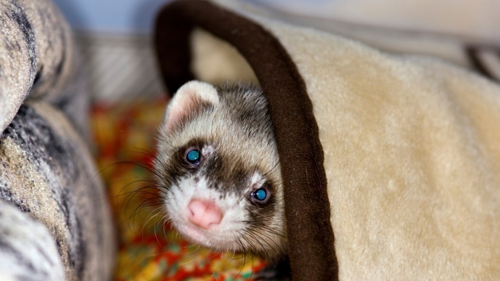 ferret-in-home