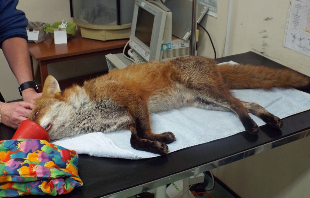 sedated_fox_at_vale_wildlife_hospital