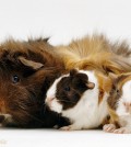 Female Abyssinian Guinea pig with two 1 day old babies