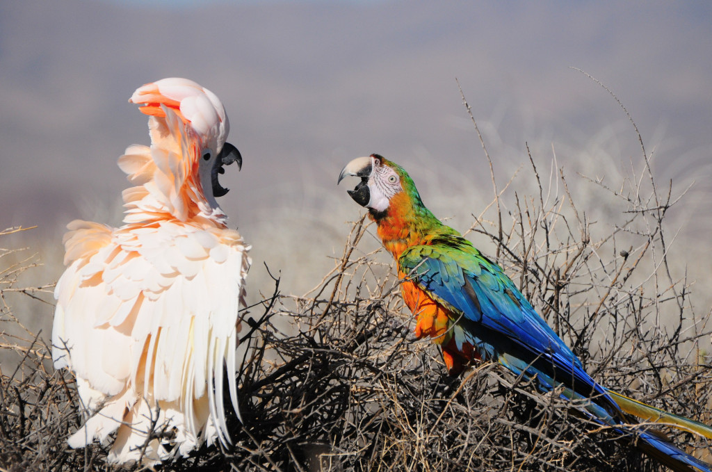 moluccan cockatoo parrot – 42