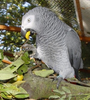 African_Grey_and_Crab_Apples