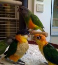 Baby_parrots_in_a_pet_shop-8a