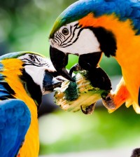 Bird-Blue-And-Yellow-Macaw-1280x1280