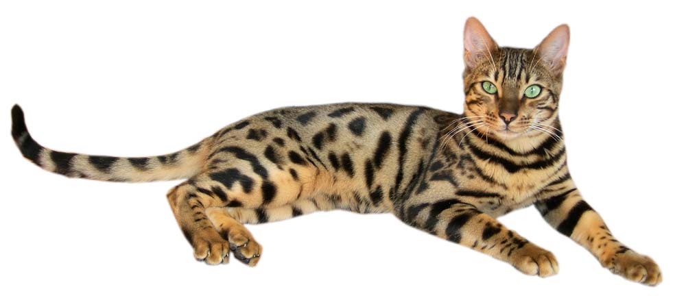 Brown_spotted_tabby_bengal_cat