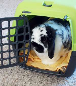 Bunny-in-Carrier