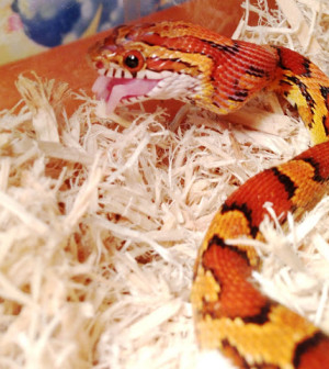 Corn_snake_eating_baby_mouse from wikipedia
