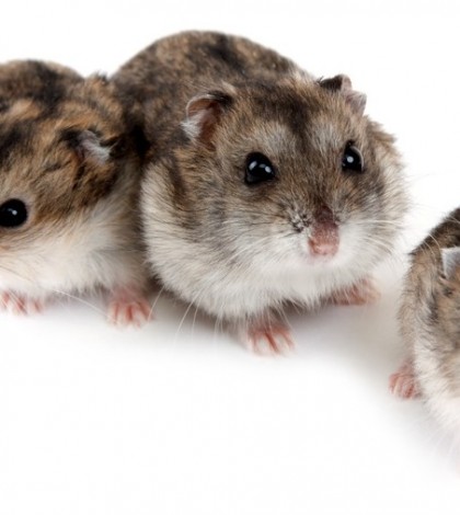 Dwarf russian hamsters shutterstock_51897007