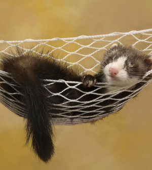 Ferret-Wallpaper