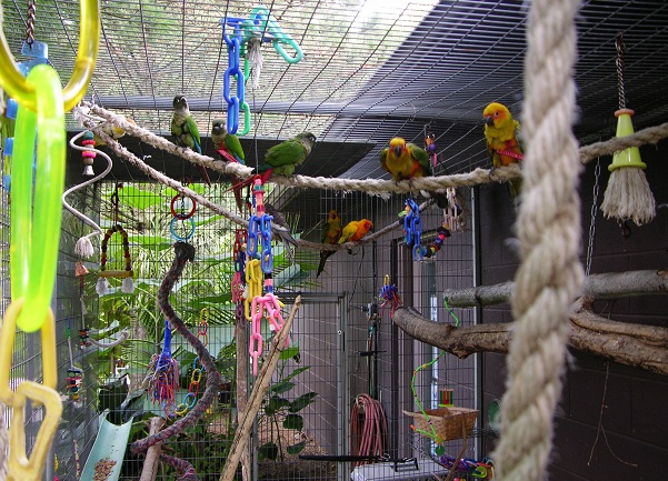 Full_flighted_babies_playing_in_the_outside_nursery_at_Hartman_Aviary