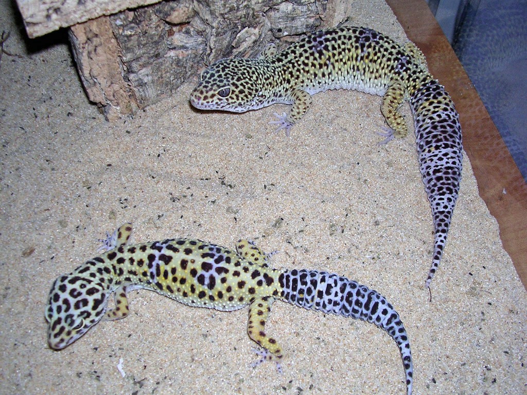 Geckos léopards (en bas : femelle, en haut : mâle)