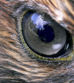 Hawk_eye