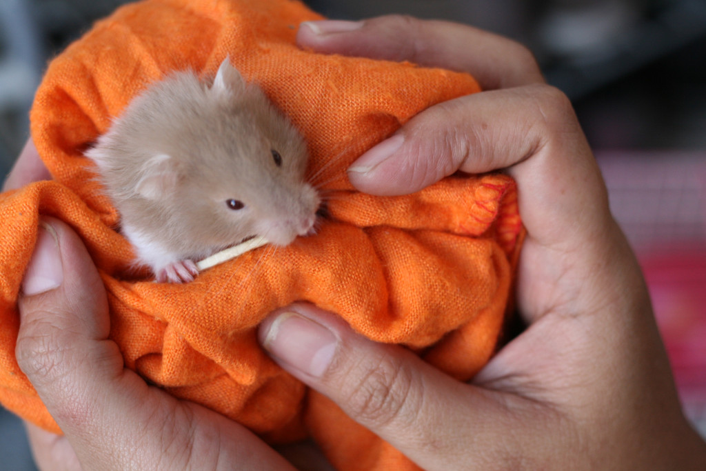 Help-a-Hamster-With-Sticky-Eye-Step-5