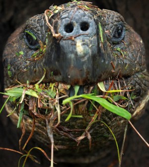ICM_Galapagos_tortoise_eating_ChristianZeigler