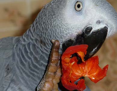 Intoxicaciones en aves