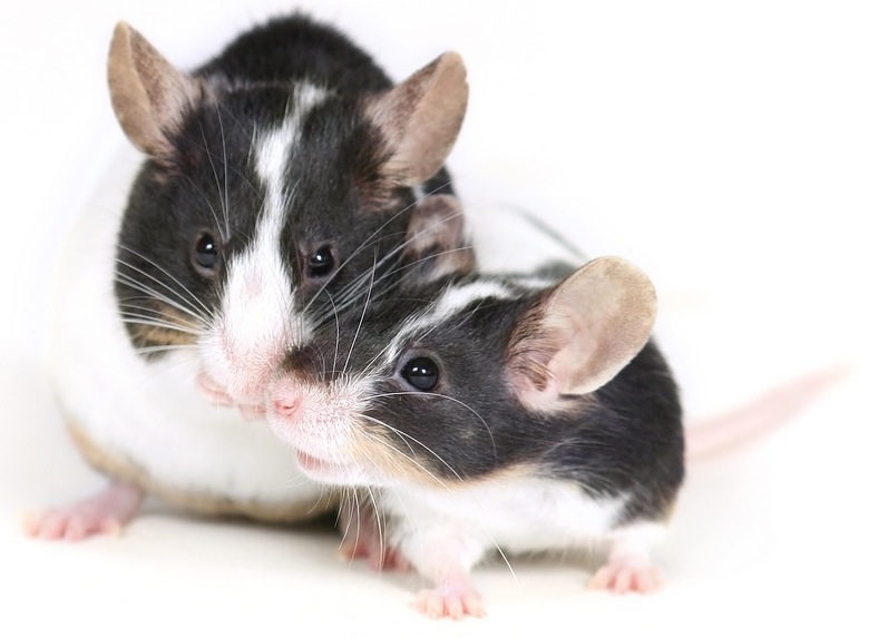 Mice together shutterstock_1148152