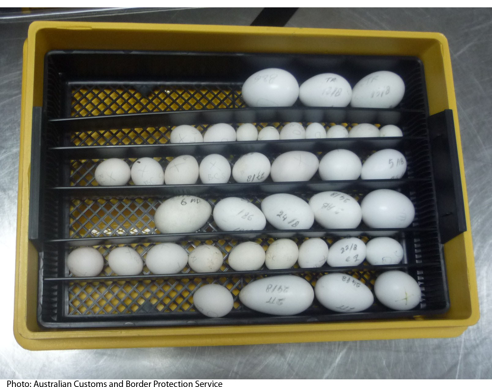 Deliberadamente Vandalir Lo encontré Recolección y conservación de huevos fértiles | Infoexóticos