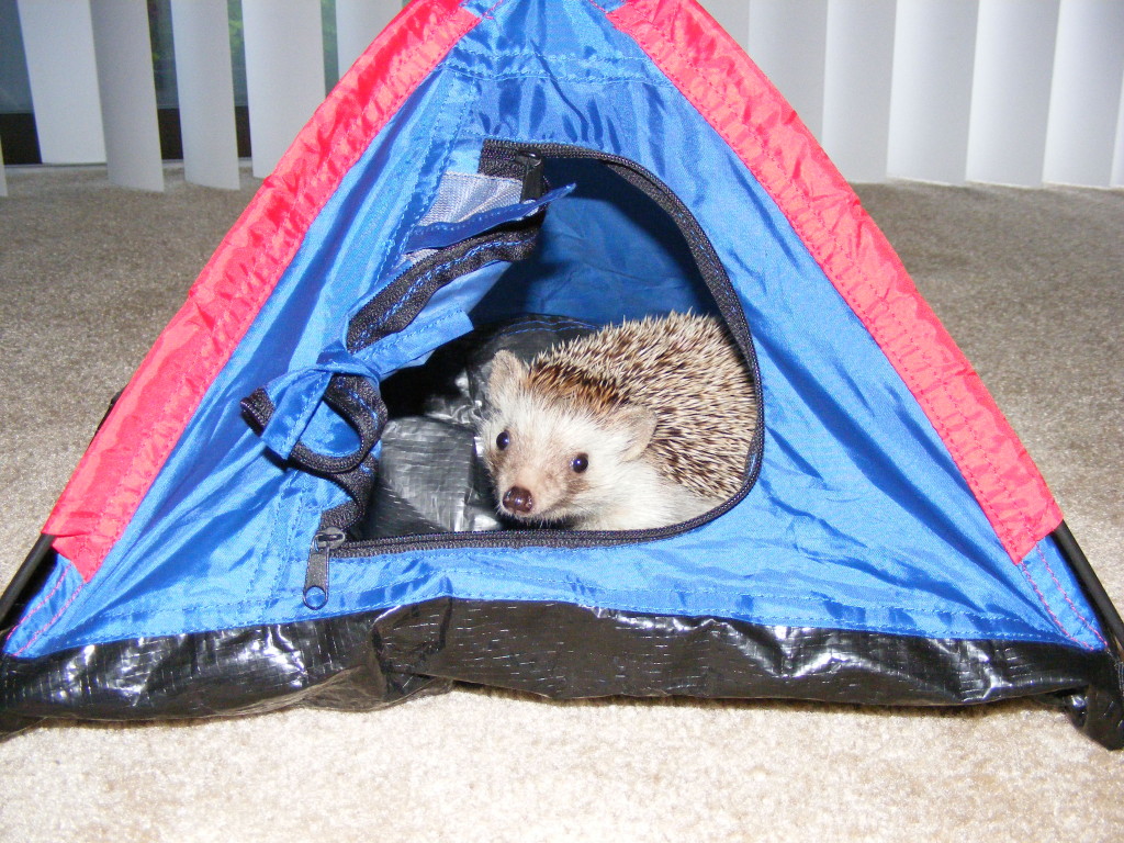 Pet_hedgehog_in_a_tent